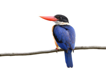 elegance of blue wings red beaks and black head bird perching on wooden branch isolated on white background