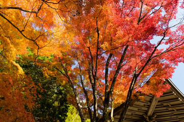 三田花山院（兵庫県三田市）の紅葉
