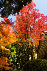 三田花山院（兵庫県三田市）の紅葉