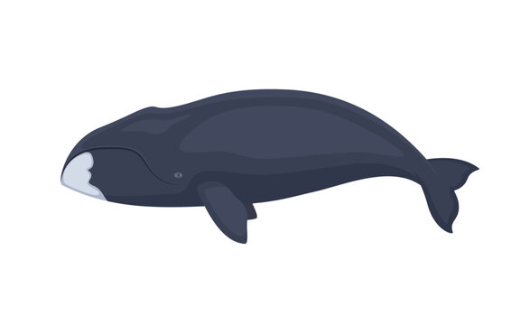 Vector bowhead whale