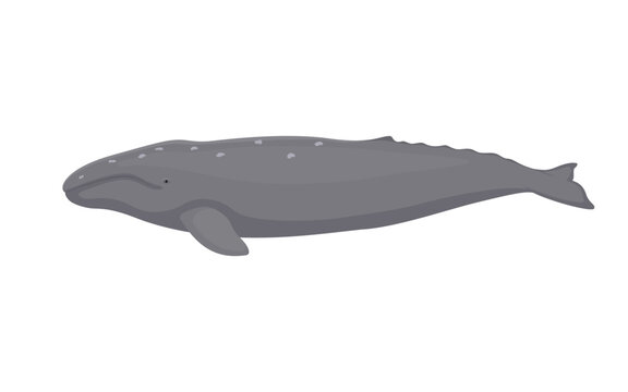 Vector Gray Whale