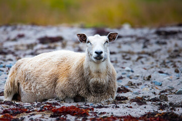 A smiling sheep relaxing on a picturesque Norwegian beach