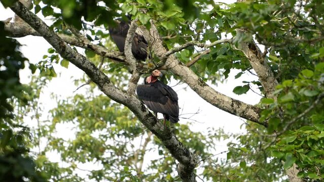 red-headed vulture (Sarcogyps calvus)