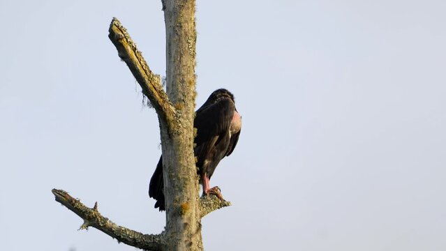 red-headed vulture (Sarcogyps calvus)