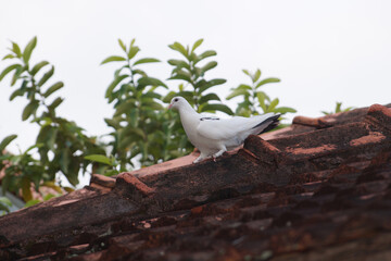 Pigeon sitting on the roof