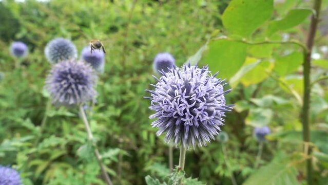 slow motion close up of a honey bee taking off from echinops flower in summer