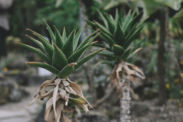 Aloe Vera in the garden