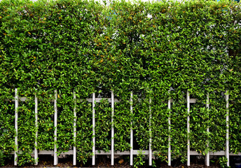 Fototapeta na wymiar Trees planted and white fences wood background for design and decoration in front of the house.