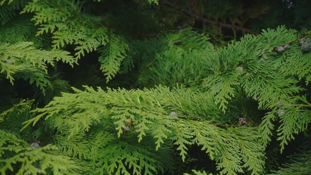 Slow motion of a speckled wood butterfly taking off from cyprus tree