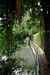 Narrow cement walkway along the canal with green iron fence through the banyan tree tunnel with natural background in Thailand.