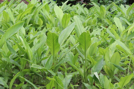 Turmeric Tree Farm For Spice Harvest