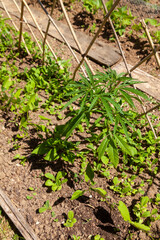 Au potager - gros plan sur des jeunes plants cannabis et de légumes dans une rangée du potager familial avec un treillage en bambou
