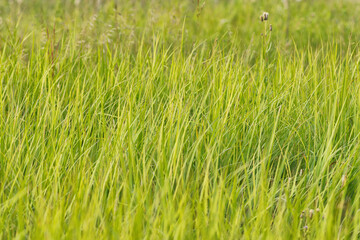 Green grasses grow on a field in Siberia on a hot sunny summer day