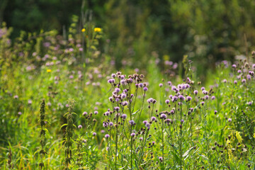 Obraz premium Green grasses grow on a field in Siberia on a hot sunny summer day