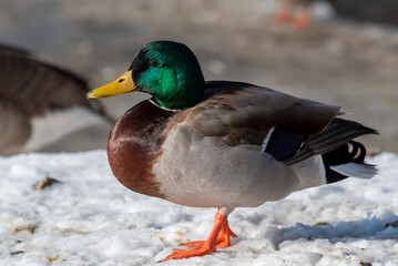 Mallard Drake Standing In The Snow