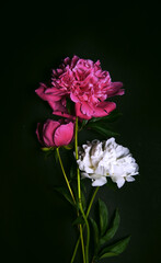 Background banner with a composition of flowers. A bouquet of bright peonies on a dark background. Restrained.view from above.Beautiful fresh peonies on a black background. Floral postcard design