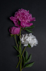 Background banner with a composition of flowers. A bouquet of bright peonies on a dark background. Restrained.view from above.Beautiful fresh peonies on a black background. Floral postcard design
