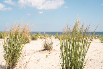 Sand Dunes with Plants on the Beach in new Jersey.