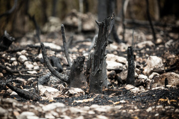 Burnt trees and plants after big summer wildfires in Karst region in Slovenia