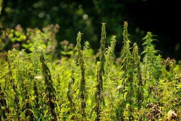 Green grasses grow on a field in Siberia on a hot sunny summer day