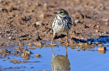 Meadow pipit // Wiesenpieper (Anthus pratensis)