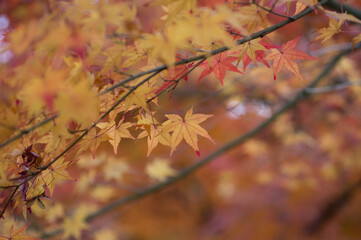 三田光明寺（兵庫県三田市）の紅葉
