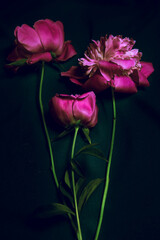 Obraz premium Background banner with a composition of flowers. A bouquet of bright peonies on a dark background. Restrained.view from above.Beautiful fresh peonies on a black background. Floral postcard design