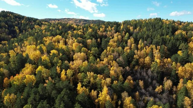Flight over autumn forest in national park, aerial shot