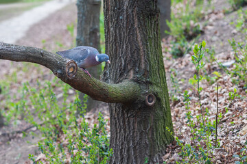 Pigeon sitting on a strong branch of a tree. In the background are green trees.