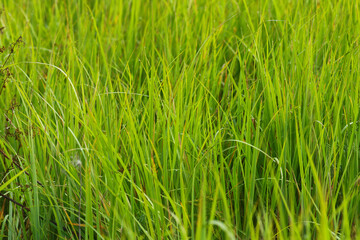 Fototapeta na wymiar Green grasses grow on a field in Siberia on a hot sunny summer day