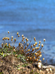 Translucent seed heads on a rugged cliff top, lit by strong autumnal sunlight and with the cold blue of the North Sea as a defocused background.