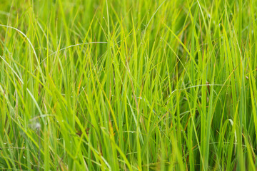 Green grasses grow on a field in Siberia on a hot sunny summer day