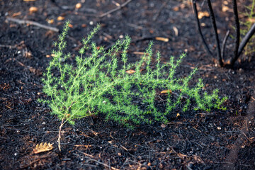 New life of asparagus after big summer wildfires in Karst region in Slovenia