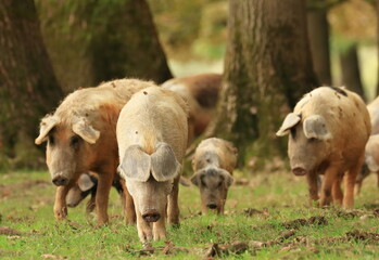Pigs on farm. Domestic animals. Funny scene.