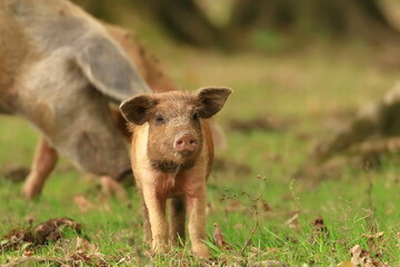 Pigs on farm. Domestic animals. Funny scene.