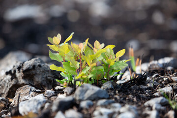 New life of smoke bush tree after big summer wildfires in Karst region in Slovenia