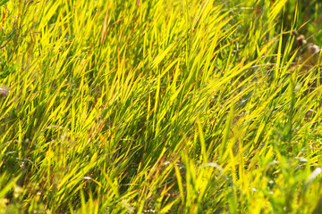 Green grasses grow on a field in Siberia on a hot sunny summer day