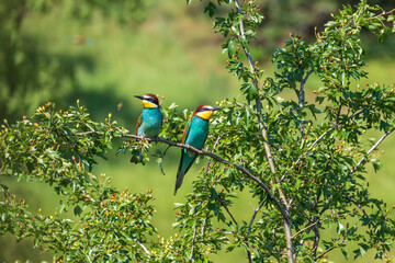 Merops apiaster - colorful bird Vlha Pestra in wild nature on a meadow in sunny weather with beautiful bokeh