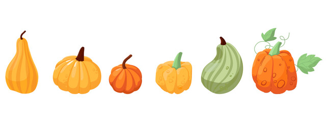 Set of various pumpkins. Vector illustration isolated on white background. Harvest of pumpkins of different shapes and colors. Vegetables, gourds.