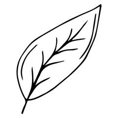 Hand drawn leaf. Doodle. Ecology concept. Isolated on white background. Vector illustration.