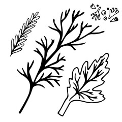 Parsley leaves. Black line sketch collection of vegetables and herbs isolated on white background. Doodle hand drawn vegetable icons. Vector illustration