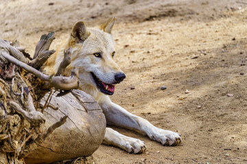 Big European wolf lying on the ground resting on a hot day.