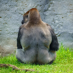 Big silver-backed gorilla sitting on the grass on his back.