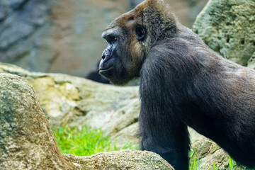 African gorilla in profile staring at other members of his pack.