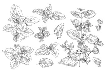 Collection of melissa twigs and leaves sketch vector illustration isolated. - obrazy, fototapety, plakaty