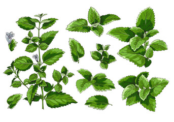 Set of green branches, melissa leaves, botanical vector illustration on white background. - obrazy, fototapety, plakaty