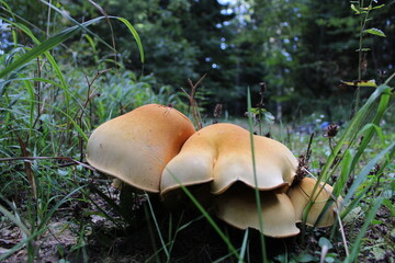 mushroom in the forest