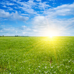 Flax field with blue sky and bright sunrise .