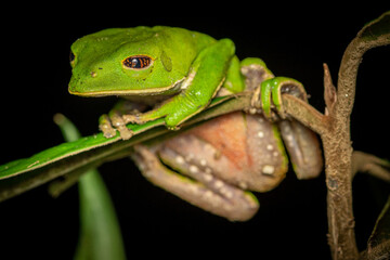 Naklejka premium Phyllomedusa frog on a branch 