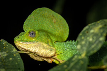 green lizard on a leaf